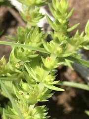 Crassula lanceolata transvaalensis