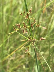 Cyperus sphaerospermus