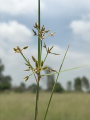 Cyperus sphaerospermus