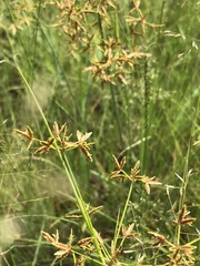 Cyperus sphaerospermus