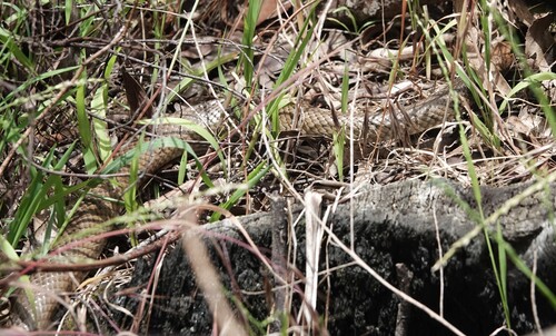 Eastern Brown Snake sighting