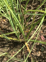 Cyperus sphaerospermus