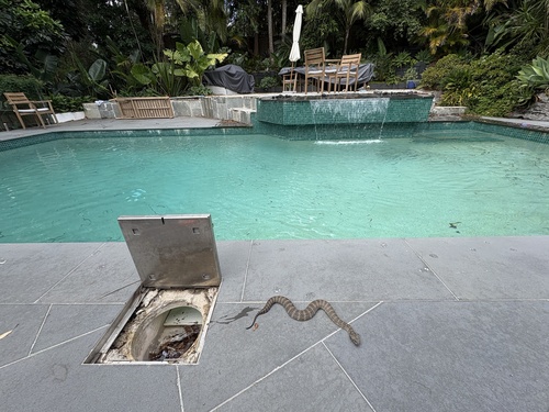 Southern Death Adder sighting