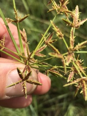 Cyperus sphaerospermus