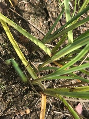 Cyperus sphaerospermus