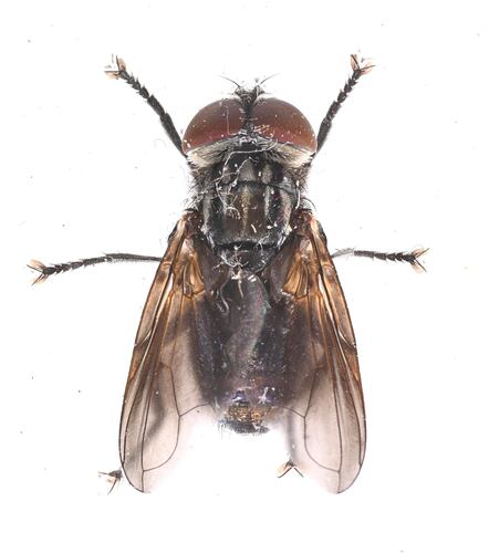 Phasia chilensis