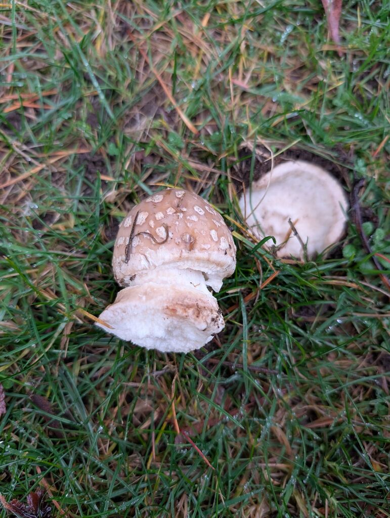 Amanita sp. 'pacificogemmata'
