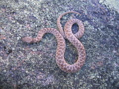 Hypsiglena ochrorhynchus klauberi