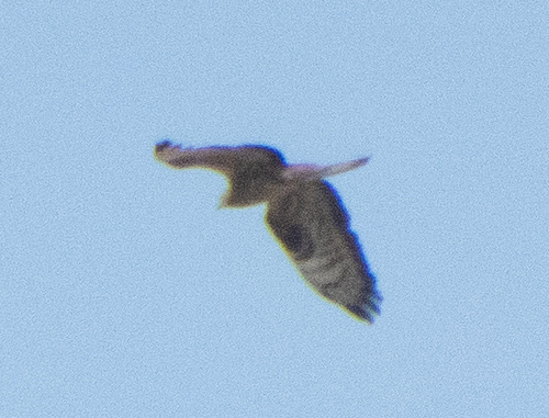 European Honey-buzzard