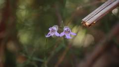 Prostanthera sejuncta