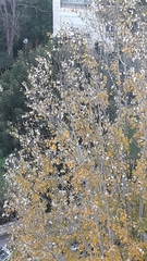 Magnoliopsida