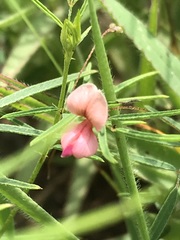 Indigofera filipes