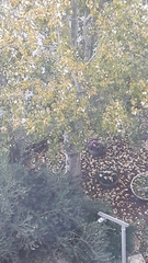 Magnoliopsida