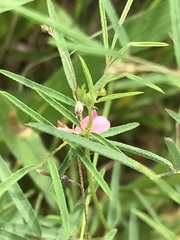 Indigofera filipes