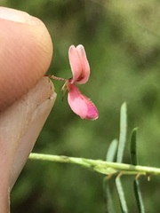 Indigofera filipes