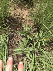Raphionacme velutina