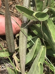 Raphionacme velutina