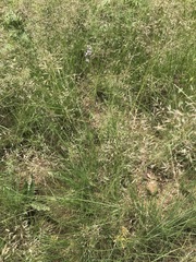 Eragrostis chloromelas