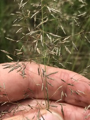Eragrostis chloromelas