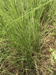 Eragrostis chloromelas