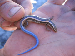 Plestiodon skiltonianus interparietalis