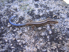 Plestiodon skiltonianus interparietalis