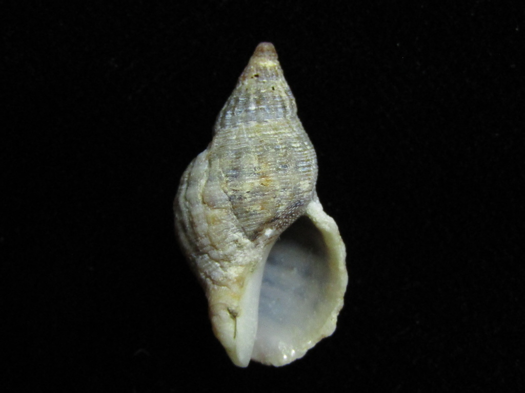 Common Small Purple