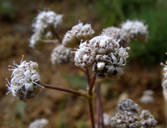 Gypsophila glomerata