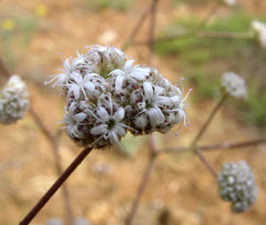 Gypsophila glomerata
