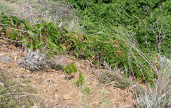 Parthenocissus inserta