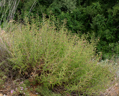 Scrophularia cretacea