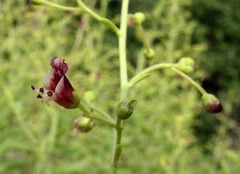 Scrophularia cretacea