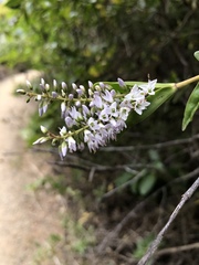 Veronica macrocarpa
