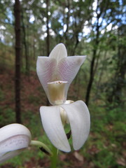 Govenia liliacea