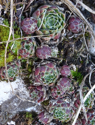 Sempervivum globiferum