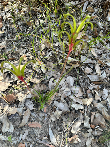 Anigozanthos bicolor, photograph 3