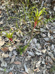 Anigozanthos bicolor, photograph (c) Peter Neish, some rights reserved (CC BY)