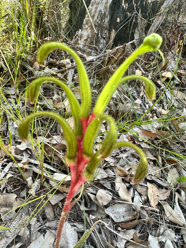 Anigozanthos bicolor, photograph 2