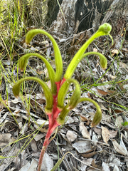 Anigozanthos bicolor, photograph (c) Peter Neish, some rights reserved (CC BY)