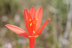 Cyrtanthus fergusoniae