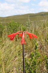 Cyrtanthus fergusoniae