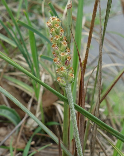 Variable Plantain (Plantago varia)