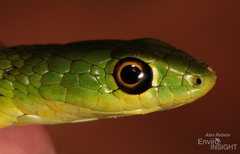 Natal Green Snake photo 3