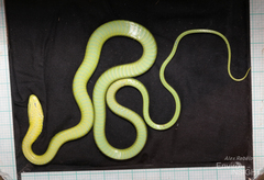 Natal Green Snake photo 4
