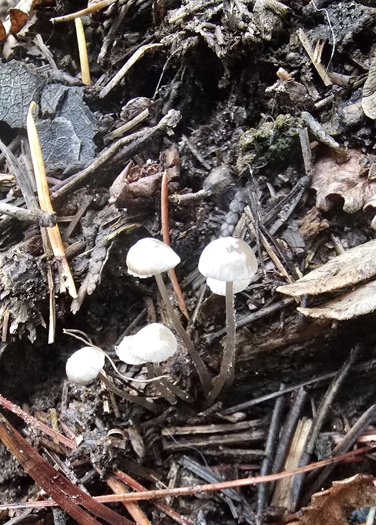 Mycena sp. 'CA04' · November 2025 · photo: © leannestacy (iNaturalist, cc0)