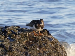 Arenaria interpres