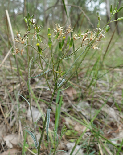 Rock Fireweed (Senecio phelleus)