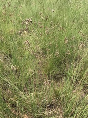 Bulbostylis burchellii