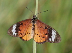 Acraea encedon