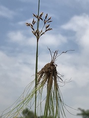 Bulbostylis burchellii